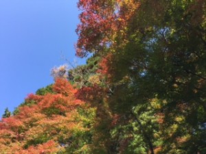 紅葉