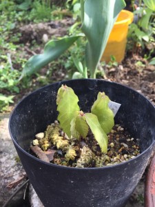 29.5