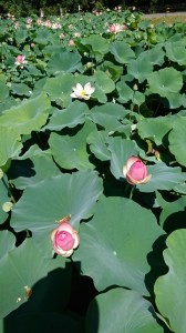 30.7-2（はす (360x640)