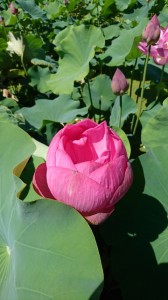 H30.7-1(はす (360x640)